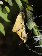 Толстоголовка гиракс 003